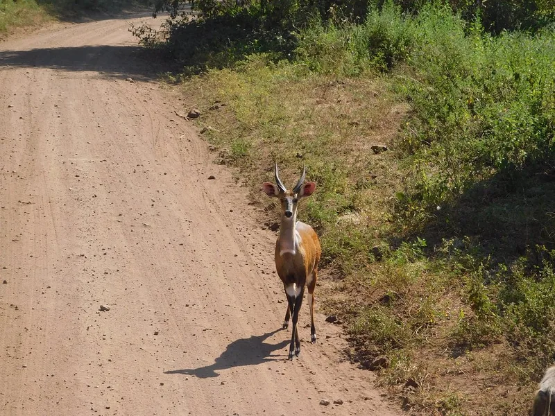 1-Day Trip Joining Group Tour to Lake Manyara National Park gallery image